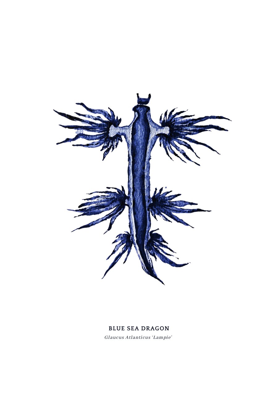 Blue Sea Dragon, Glaucus Atlanticus, watercolour painting